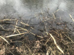 Zbliżenie na brzeg zbiornika wodnego; przy brzegu mnóstwo okorowanych gałęzi; prawdopodobnie to bobrze żeremie.